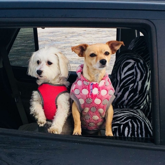 muttlover